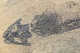Discosauriscus (Permian Reptiliomorph) - Soft Bodied Preservation #125588-4
